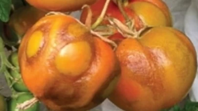Domates üretimini sarsacak virüs sınırda yakalandı