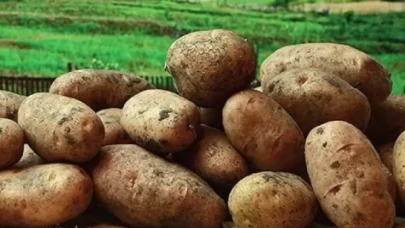 Onlarca ton virüslü tohumluk patates sınırımızdan döndü