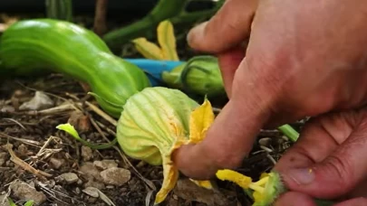 Tohum hakkında her şey ücretsiz yayında