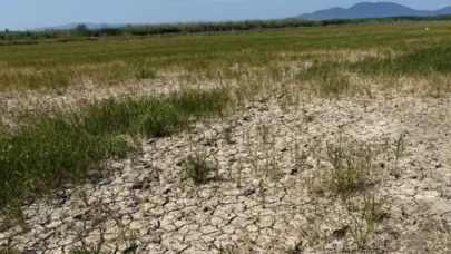 Pirinç üretimi kuraklık tehdidi altında.. Tarlalar kuruyor