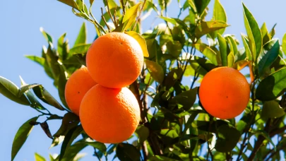 Meyve kışın da hayal olabilir.. İklim krizi narenciyeyi de vurdu!