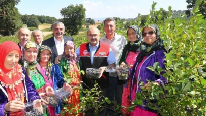 Balıkesir'de 'Süper Meyve'nin ekiliş alanı 21 kat arttı