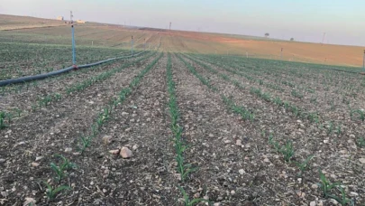 Elektrik dağıtım şirketi mısır tarımından dert yandı