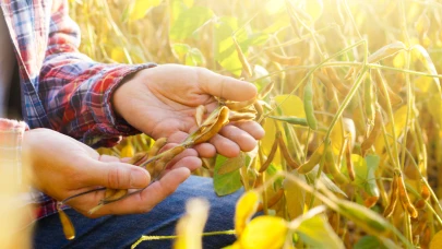 Soya gerçeği değişti: Östrojen korkusu yersiz çıktı