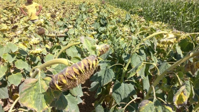 Ayçiçeği desteği ne kadar; Bakanlık destek miktarlarını paylaştı!