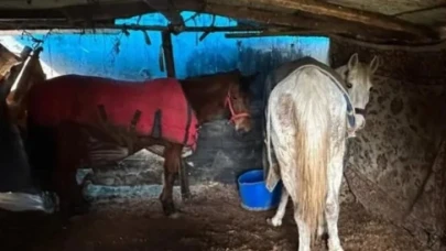 At etinin merkezinde kesilmek üzere bekletilen atlar bulundu