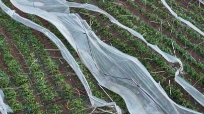 Antalya’da hortum ve fırtına tarımda büyük yıkıma neden oldu