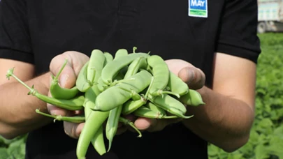 Bursa merkezli tohum şirketine rekabet soruşturması