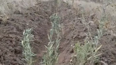 Kuraklığa karşı meraya 25 bin “tuz çalısı”: Hayvanlara yem olacak