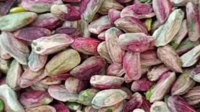 Fıstığın kilosu 600 TL ama çiftçiye asgari ücret bile kalmıyor! İşte üreticinin hesabı