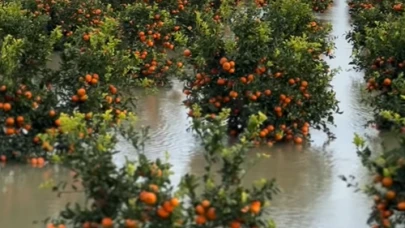 Çukurova'da erkenci karpuzu ve narenciyeyi sel vudu