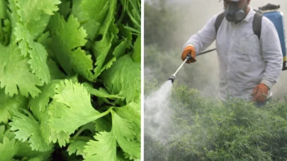 Dereotunda, maydanozda bu kadar zehir olur mu?