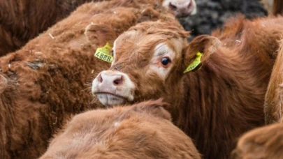 400 bin sığır ithal ediliyor