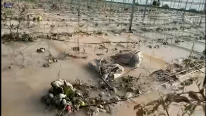 Aşırı yağışlar tarımı vurdu; ürün kayıpları var, hasatlar gecikecek