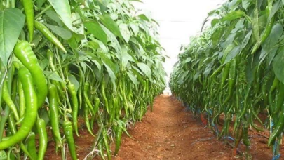 Sera biberinde zehir bildirimi: 35 kat yüksek çıktı