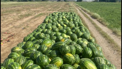 İran karpuzu gelmeyebilir: Türk çiftçisinin karpuz umudunda “kabak aşısı” çekincesi