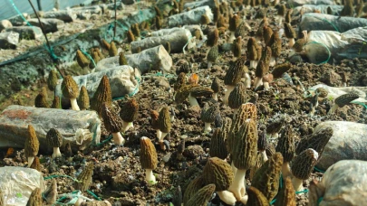 Doğada bulunuyordu, artık serada üretilecek! Çiftçiler için yeni kazanç kapısı