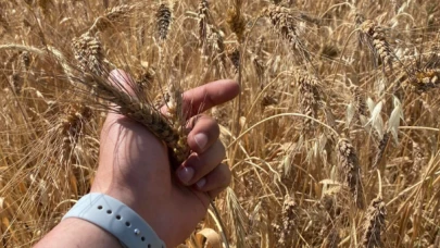 Buğday artık beslemiyor; Verim arttı ama demir, çinko ve protein azaldı!