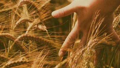 'Savaş nedeniyle çiftçiye üretim desteği verilmeli'