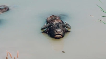 Son 4 bin manda için festival!