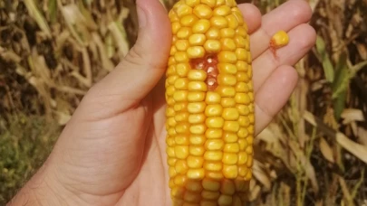 Mısır eken çiftçiye kötü haber: 3 milyon ton mısır ithalatı kararı