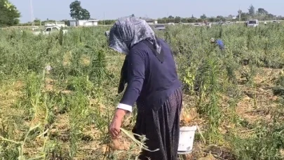 Soğan para etmeyince çözüm önerisi doktorlardan geldi