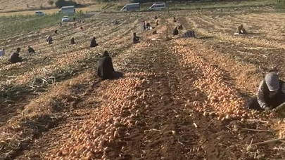 Soğan tarlada 32 lira; "Soğan para etmezse tarlalar elden gidiyor"
