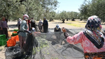 İlk zeytin hasadı Ege'de yapıldı; Bu yıl zeytin bol