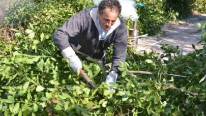 Ormandan toplanıyor; kilosu 300 lira.. Çin satın almak için milyonlarca dolar ödüyor!