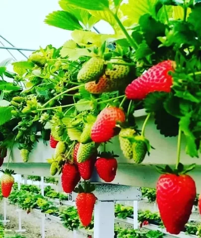 Hangisi daha sağlıklı? Sera mı, tarla mı?