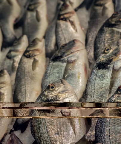 Avrupa'ya ihraç ettiğimiz çipura balıklarda bakteri saptandı!