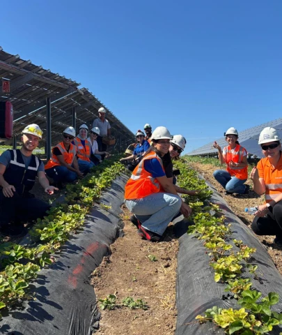 Güneş panellerinin altında sebze üretimi; Enerjisa'dan "agrivoltaik" tarım