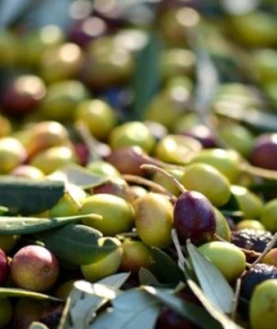 Marmarabirlik zeytin alım fiyatlarını açıkladı, üretici fiyattan memnun olmadı