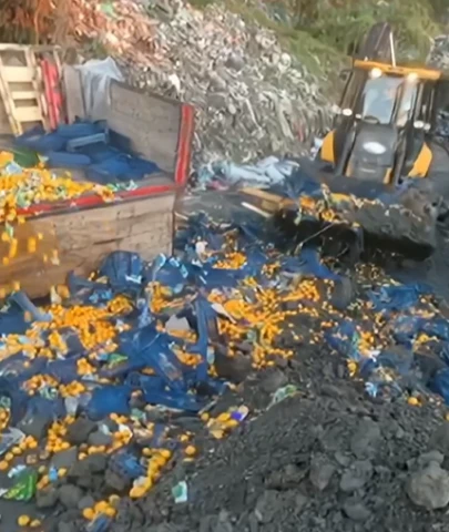 Zehirli mandalinalar sınırda yakalandı