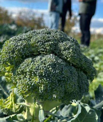 Brokoli fiyatlarında lodos etkisi
