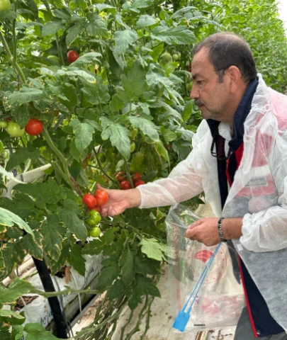 Sera domatesi daha besleyici çıktı; Kışın domates yenirmiş!