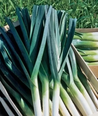 Tarlada yüzde 17 markete yüzde 150 zam!