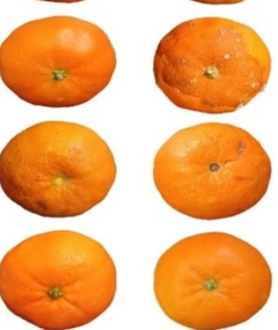 Mandalina kabuklarından biyobozunur yara örtüsü ve antibakteriyel gıda ambalajı