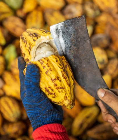 Kakao fiyatları çakıldı; Çikolata fiyatına yansıyacak mı?