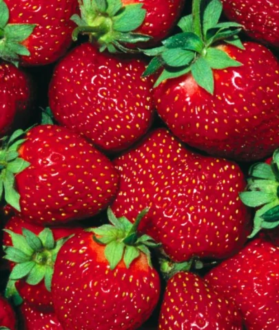 Mısır dondurulmuş çilekte vites yükseltti: Türkiye’nin güçlü olduğu alanda sessiz rakip büyüyor