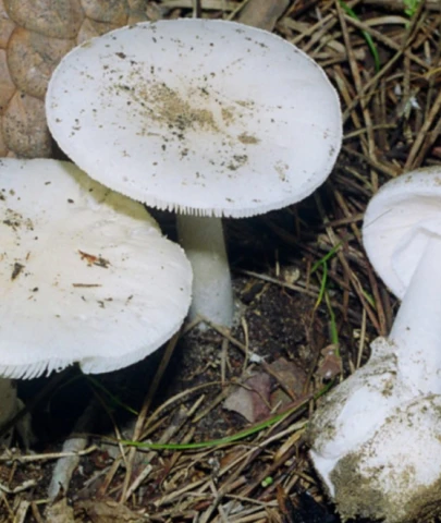 İstanbul'da 1 ayda 60 kişi mantardan zehirlendi: Uzmanından kritik uyarılar!