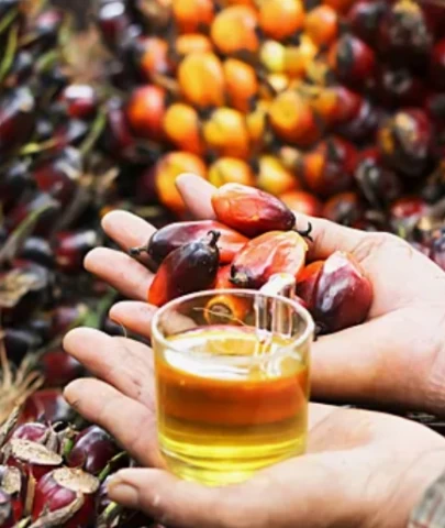 Karar sizin; Palm yağı zararlı mı yoksa sağlıklı mı?