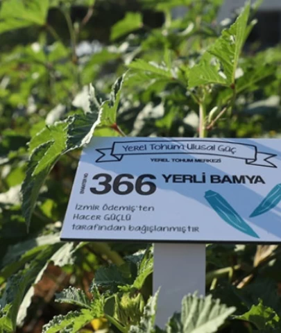Belediyeden ücretsiz yerel tohum.. Hangi tohumlar gönderiliyor?