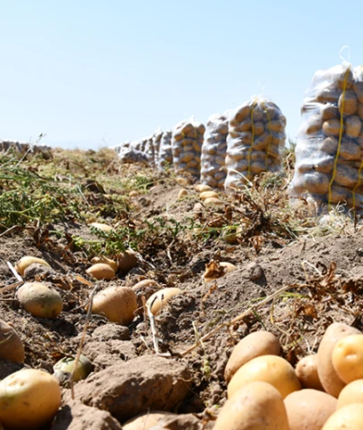 Migros'tan yerli Niğde patatesine alım desteği