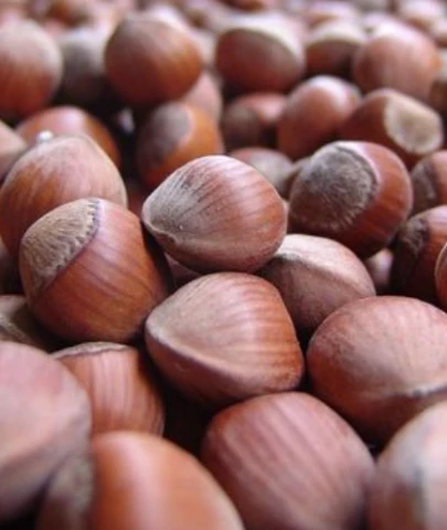 Fındık fiyatları artıyor.. İşte güncel fındık fiyatları