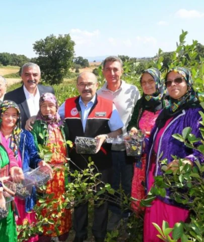 Balıkesir'de 'Süper Meyve'nin ekiliş alanı 21 kat arttı