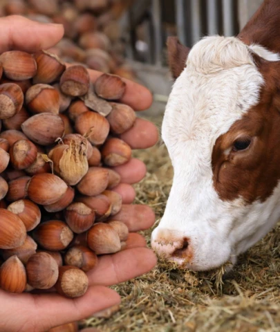 Fındık satıp, hayvan yemi aldık.. Borçlu çıktık!