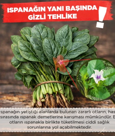 Bakanlıktan Ispanak uyarısı! Ispanak zehirleyebilir!