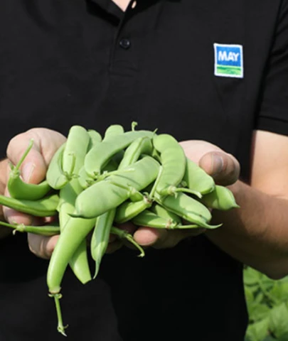 Bursa merkezli tohum şirketine rekabet soruşturması