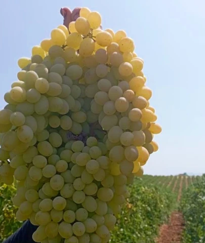 Türk bilim insanlarının dikkat çeken üzüm buluşu; 1 kiloyken 2 kilo oldu